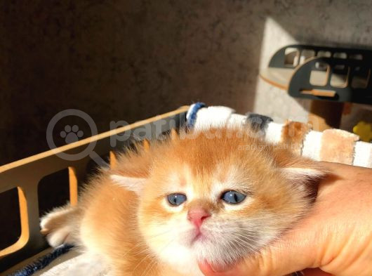 Lisanslı Üreticiden British Shorthair Golden Bebekler görsel