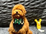 Irk Garantili Show Kalite Toy Poodle Yavrularımız