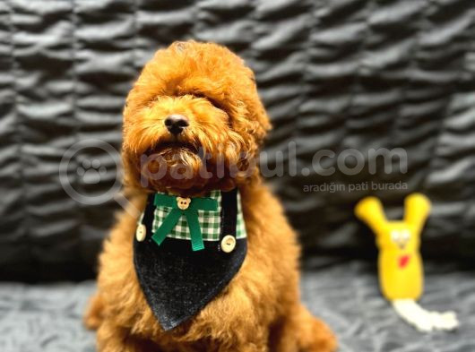 Irk Garantili Show Kalite Toy Poodle Yavrularımız görsel