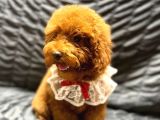 Irk garantili show kalite toy poodle yavrularımız