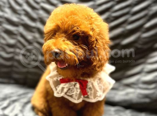 Irk Garantili Show Kalite Toy Poodle Yavrularımız