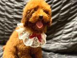 Irk Garantili Show Kalite Toy Poodle Yavrularımız