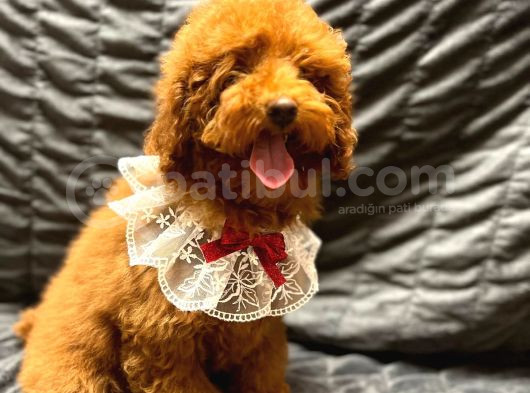 Irk Garantili Show Kalite Toy Poodle Yavrularımız görsel