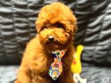 Irk Garantili Show Kalite Toy Poodle Yavrularımız