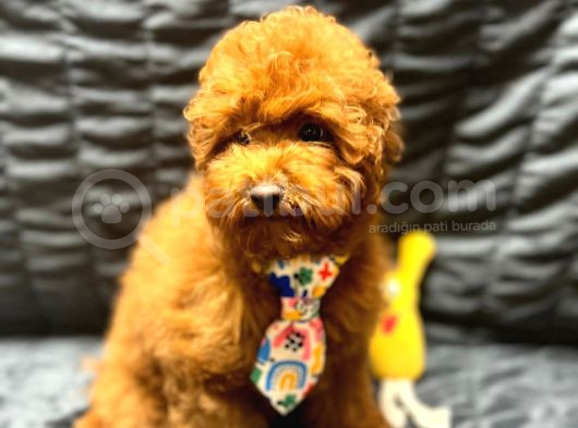 Irk Garantili Show Kalite Toy Poodle Yavrularımız görsel