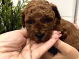 Redbrown Mini Kurabiyeler