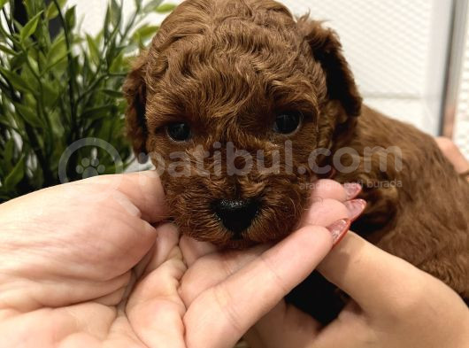 Redbrown Mini Kurabiyeler görsel