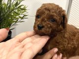 Redbrown Mini Kurabiyeler