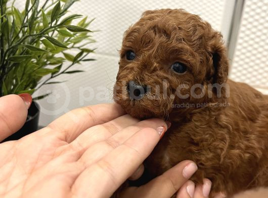 Redbrown Mini Kurabiyeler görsel