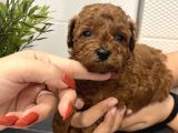 Redbrown Mini Kurabiyeler