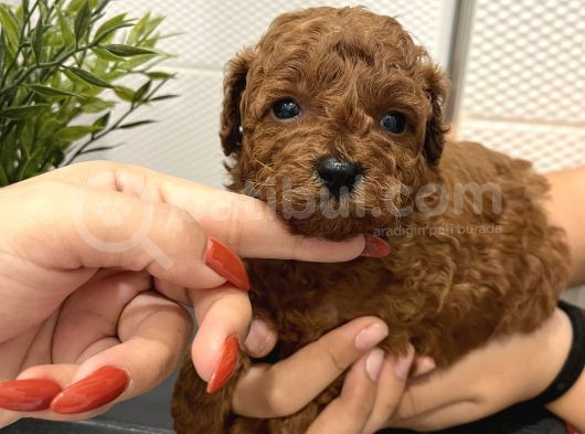 Redbrown Mini Kurabiyeler görsel