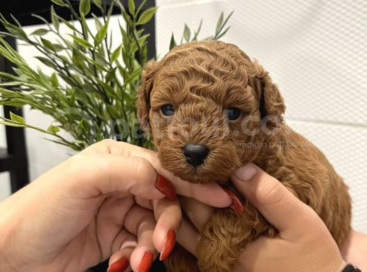 Redbrown Mini Kurabiyeler görsel