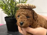 Redbrown Mini Kurabiyeler