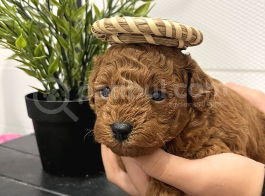 Redbrown Mini Kurabiyeler görsel