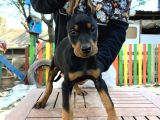 Ki̇ng Doberman Yavrularımız