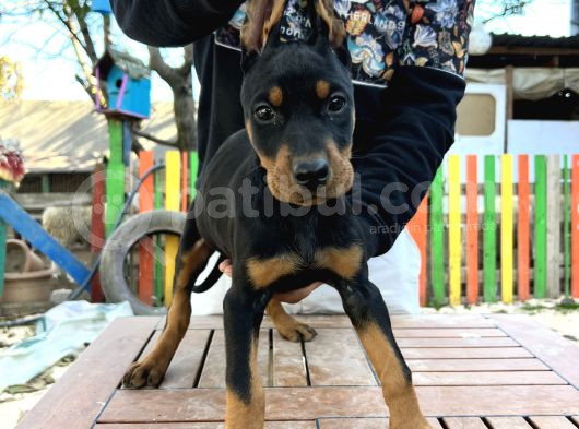 Ki̇ng Doberman Yavrularımız görsel