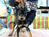 KİNG doberman Yavrularımız