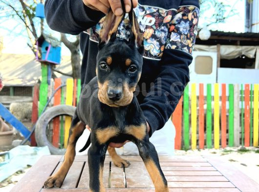 Ki̇ng Doberman Yavrularımız