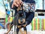 Ki̇ng Doberman Yavrularımız