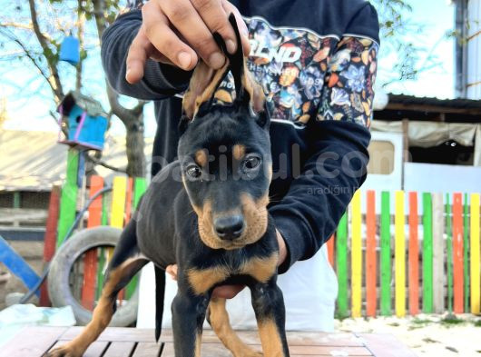 Ki̇ng Doberman Yavrularımız görsel