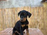 Doberman Yavruları