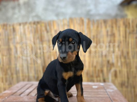 Doberman Yavruları görsel