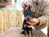 Doberman Yavruları