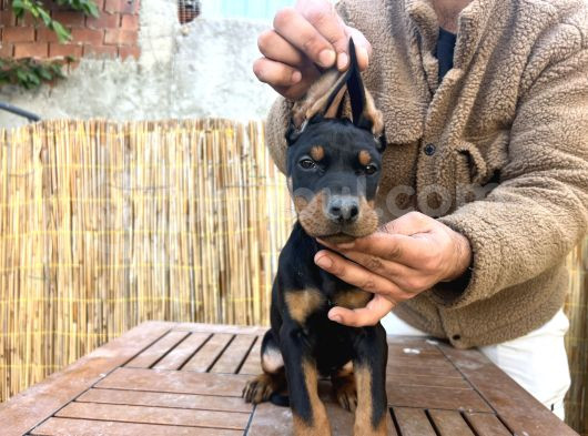 Doberman Yavruları