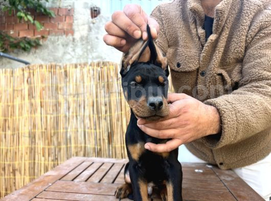 Doberman Yavruları görsel