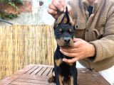 Doberman Yavruları