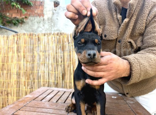 Doberman Yavruları görsel