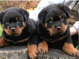 Macar rottweiler yavrular