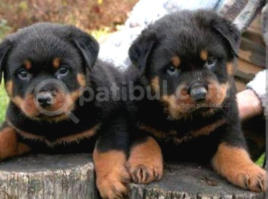 Macar Rottweiler Yavrular