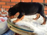 Estetikli A Kalite Doberman Yavrular