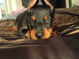 Estetikli A Kalite Doberman Yavrular