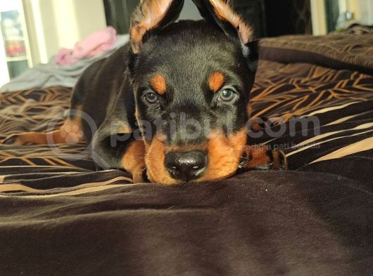 Estetikli A Kalite Doberman Yavrular görsel