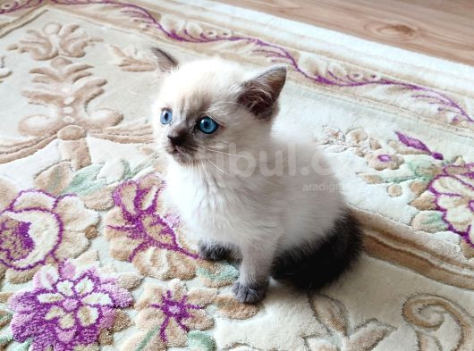Mükemmel Bi̇r Scotti̇sh Fold Bulupoi̇nt Erkek görsel