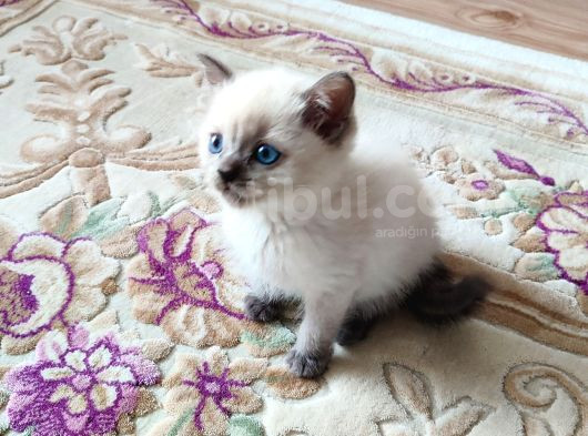 Mükemmel Bi̇r Scotti̇sh Fold Bulupoi̇nt Erkek görsel