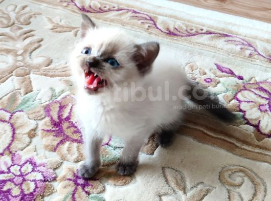 Mükemmel Bi̇r Scotti̇sh Fold Bulupoi̇nt Erkek görsel