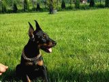 Estetikli A Kalite Doberman Yavrular