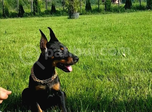 Estetikli A Kalite Doberman Yavrular görsel