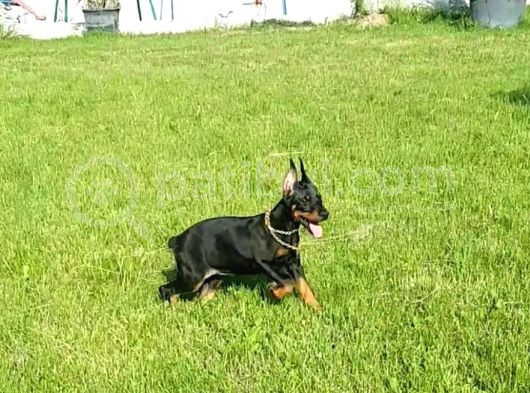 Estetikli A Kalite Doberman Yavrular