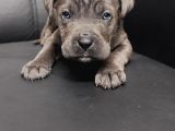 Safkan Blue Cane Corso Yavrular