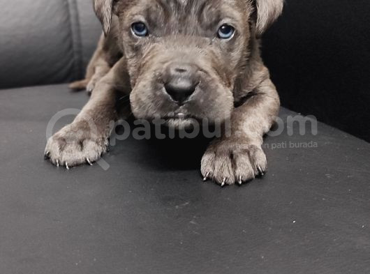 Safkan Blue Cane Corso Yavrular görsel