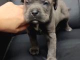 Safkan Blue Cane Corso Yavrular