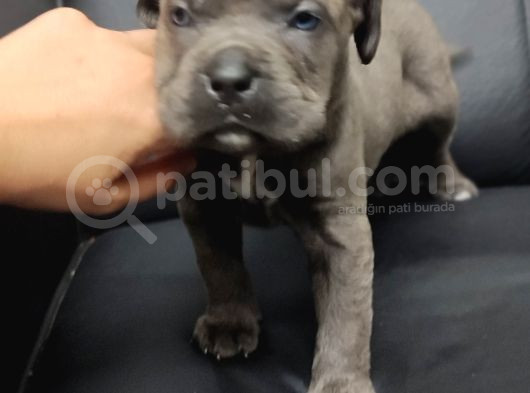 Safkan Blue Cane Corso Yavrular görsel
