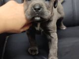 Safkan Blue Cane Corso Yavrular