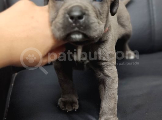 Safkan Blue Cane Corso Yavrular görsel