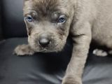 Safkan blue cane corso yavrular