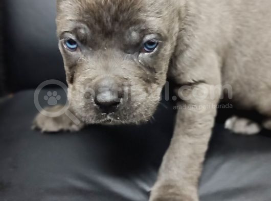 Safkan Blue Cane Corso Yavrular